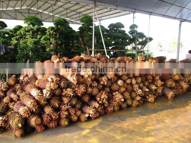 cycas revoluta bare root