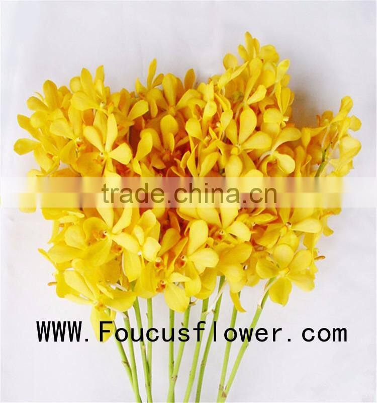 Quality wholesale yellow natural orchid flower with 0.3kg/bundle from Yunnan, China
