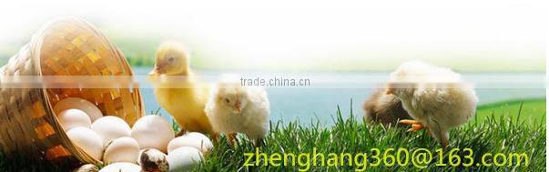 Hot Selling Red+White Chicken Chicks Hen Feeder And Liter Poultry Drinker Waterer Plastic