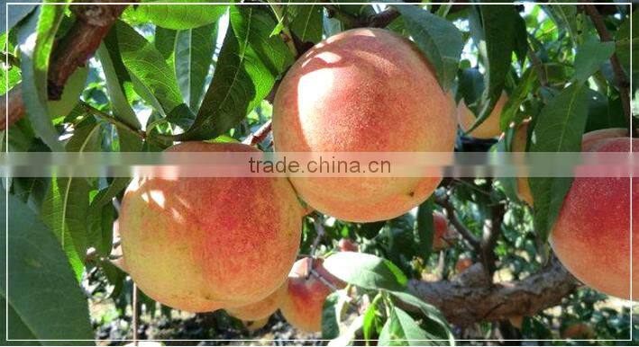 fresh peach fruit from China