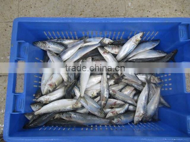 Hot sale frozen indian mackerel fish