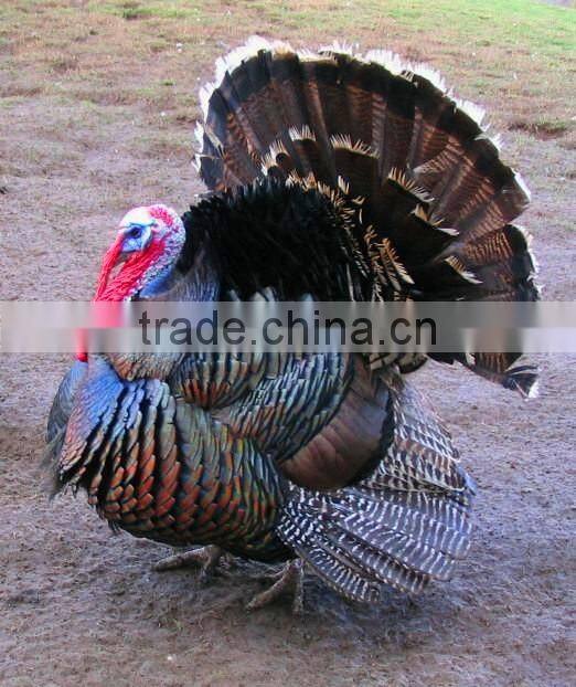 OEM HDPE plastic turkey decoy,wholesale hunting turkey decoy.