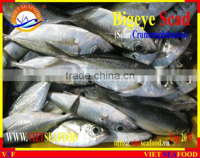 FROZEN BIGEYE SCAD WHOLE ROUND