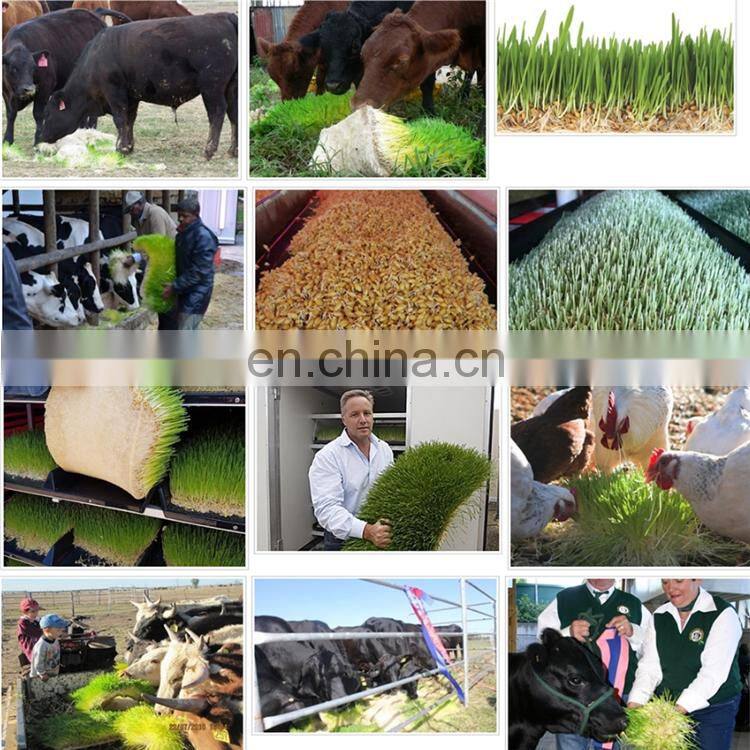 OrangeMech Automatic Hydroponic Fodder System For Cow Farm use with low cost