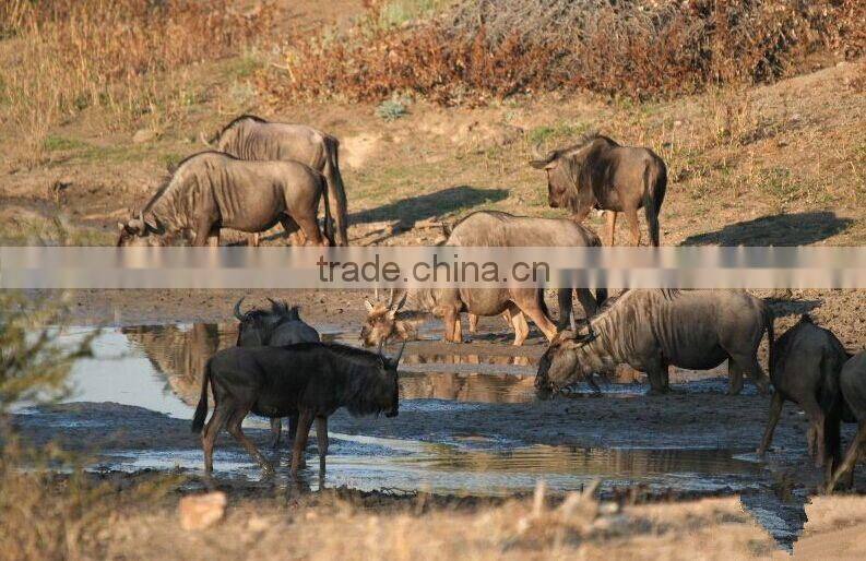 12MP 1080P HD Digital Video Camera For Wildlife Hunting Camera MMS GPRS Hunting Trail Camera 940NM