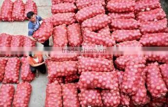 red onion importers