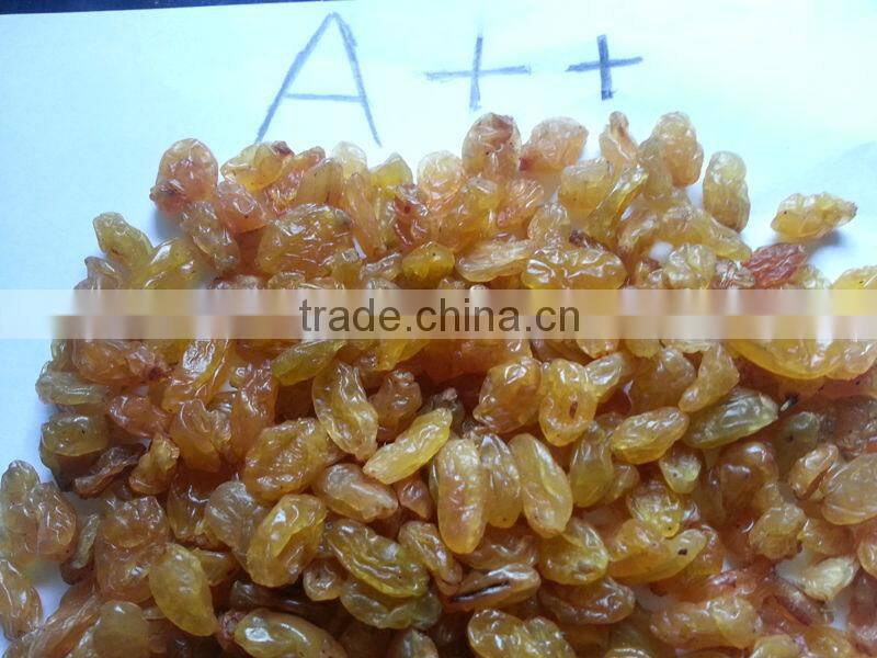 High quality Golden Yellow Raisin from India