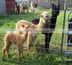 sheep wire mesh fence ( china supplier manufacturer ISO9001 )