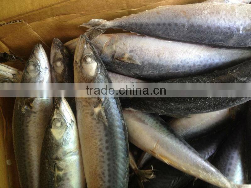 New caught whole round frozen mackerel 8-10pcs/kg