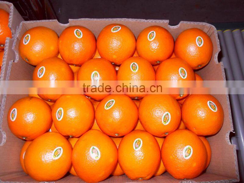new crop navel orange