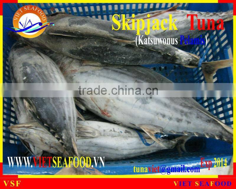 FROZEN SKIPJACK TUNA WHOLE ROUND
