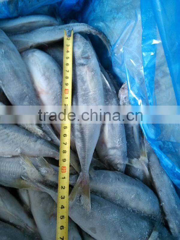 frozen horse mackerel fish