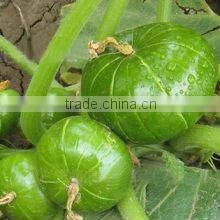 Argentina Squash short round shape bright green hybrid squash seeds