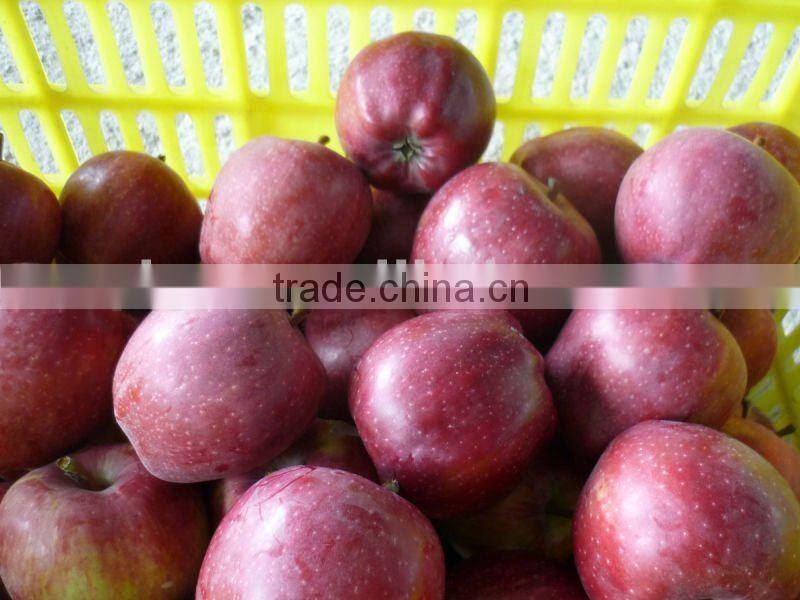 fresh red delicious apple 2015