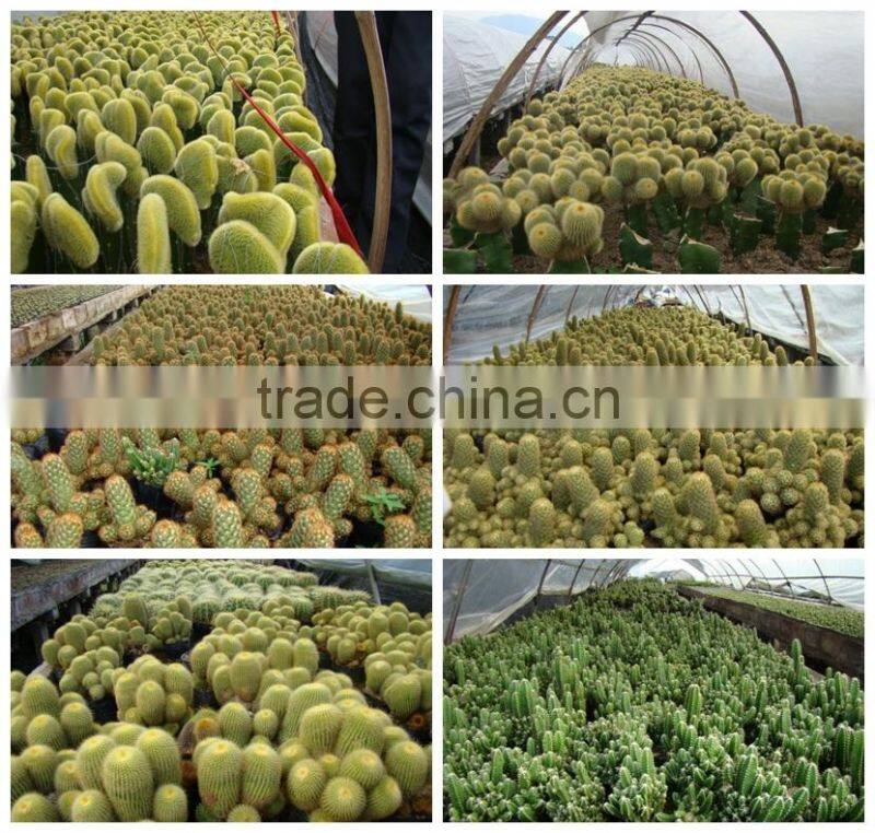 mini small big size multi color outdoor indoor cactus bonsai