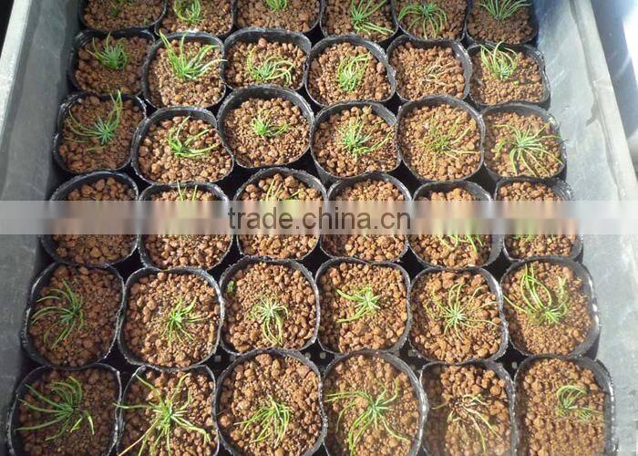 The decoration plant Pinus parviflora seedling