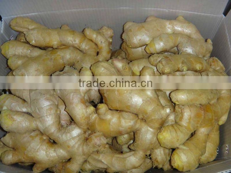 Good qualtity chinese fresh gingers