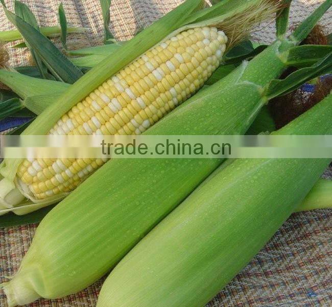 CO04 Gantian no.3 early maturity op yellow sweet corn seeds for sale