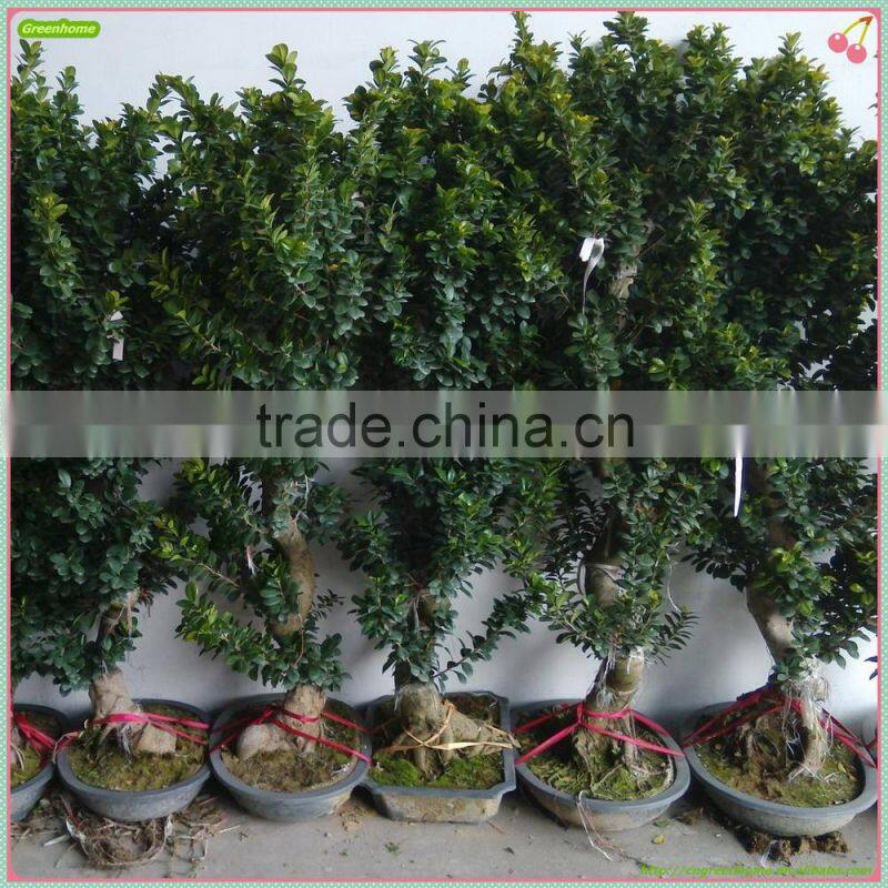 Ficus indoor and outdoor ornamental bonsai plant