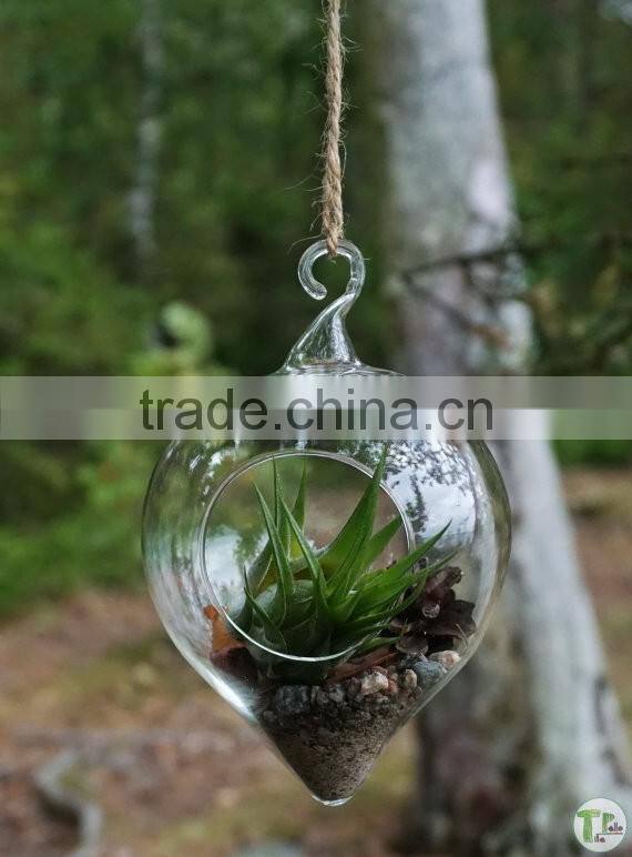 New design with high quality wholesale glass globle hanging terrarium