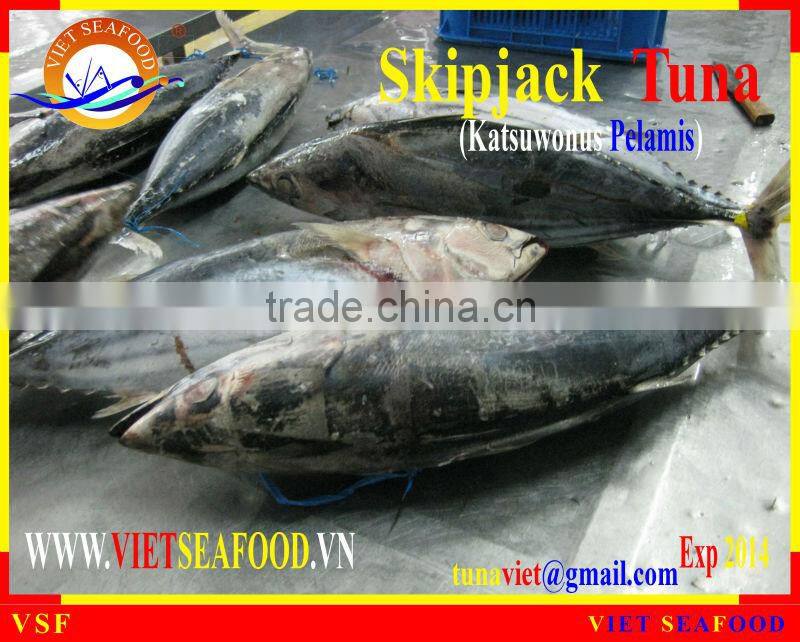 FROZEN SKIPJACK TUNA WHOLE ROUND