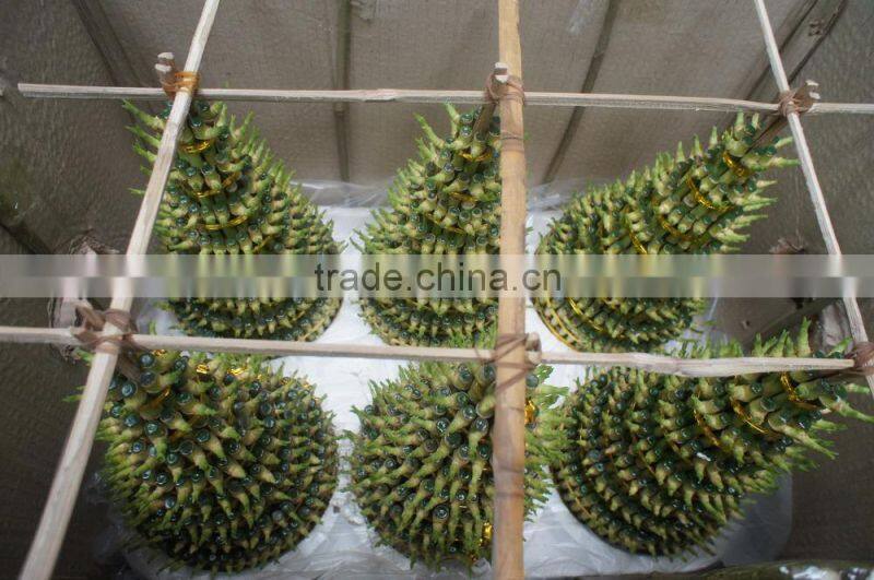 Lucky bamboo ( Dracaena Sanderiana)