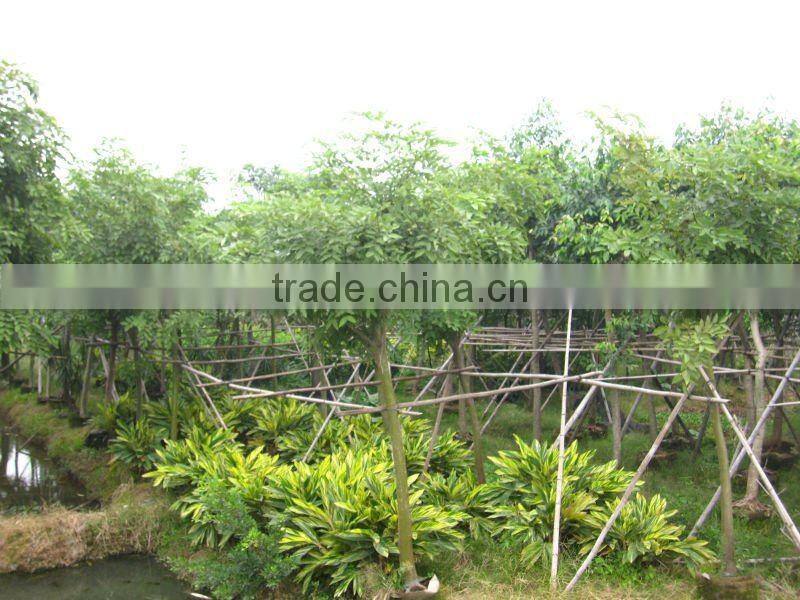 Cassia fistula outdoor tropical trees