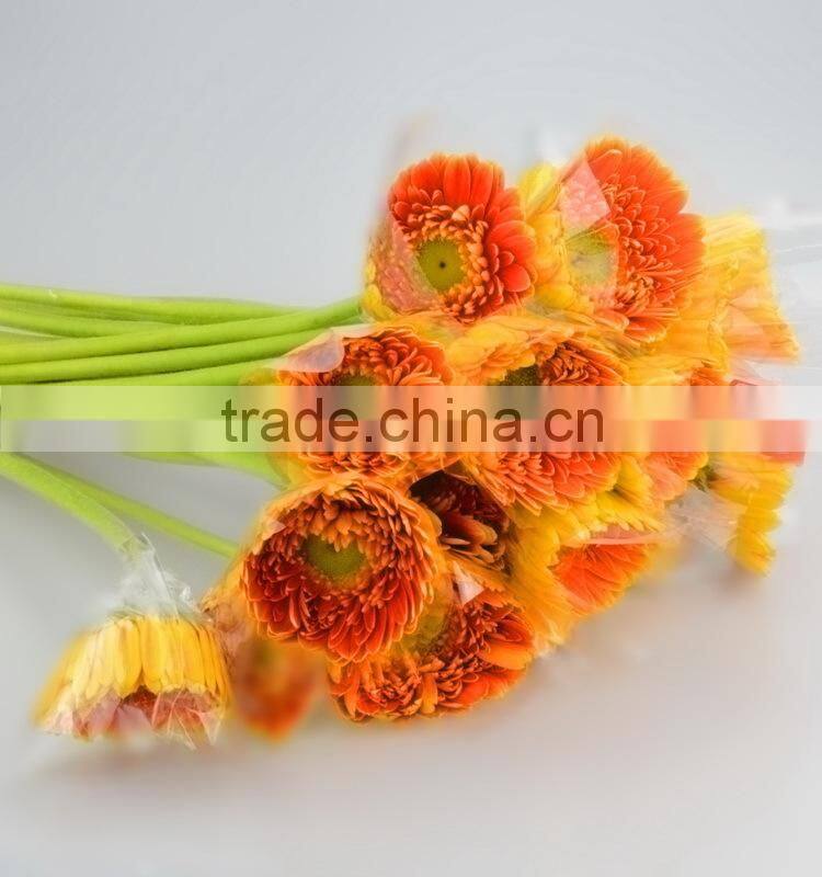 Fashion Golden Sun buy gerbera flowers