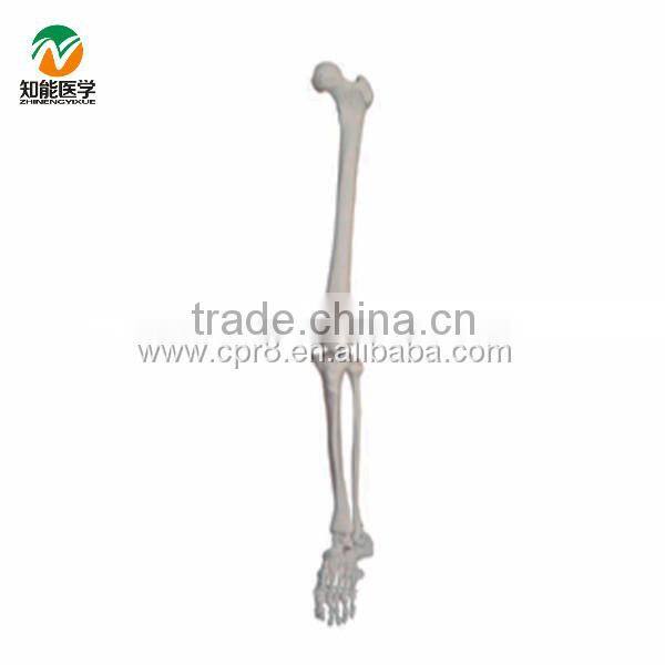 BIX-A1030 Life-Size Lower limb ( Left Right arm) skeleton Model