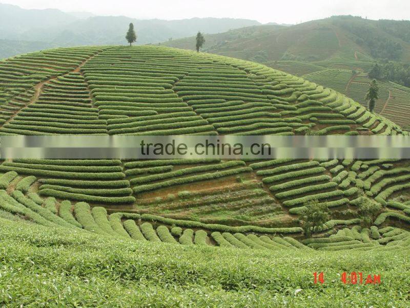 Top quality classical oolong tea leaf powder extract