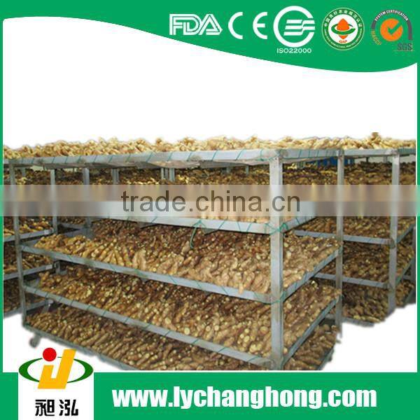 hot sale best quality fresh ginger