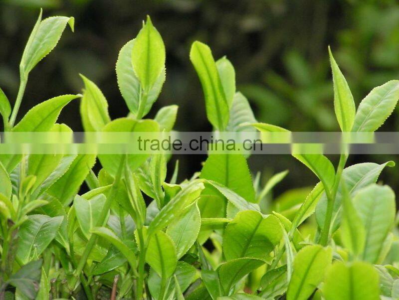 TI010 portable 12g travel tea infuser ball