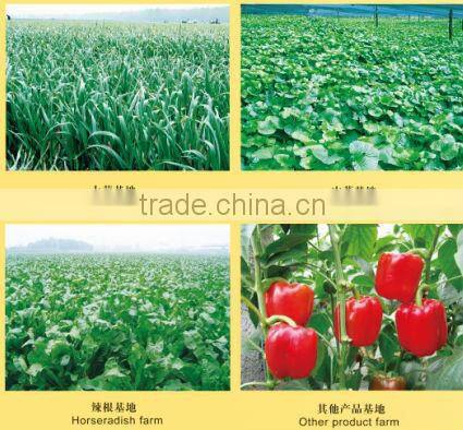 garlic extract powder / allicin