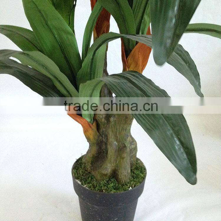 flowering decorative indoor trees