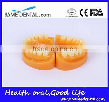 Double-Color dentition model school education teaching model