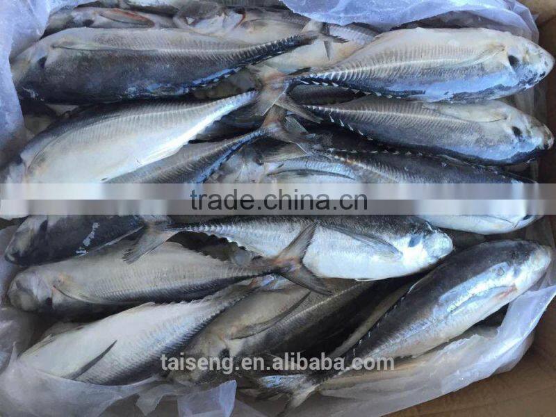 Whole Frozen hardtail fish for sale /frozen horse mackerel for thailand market
