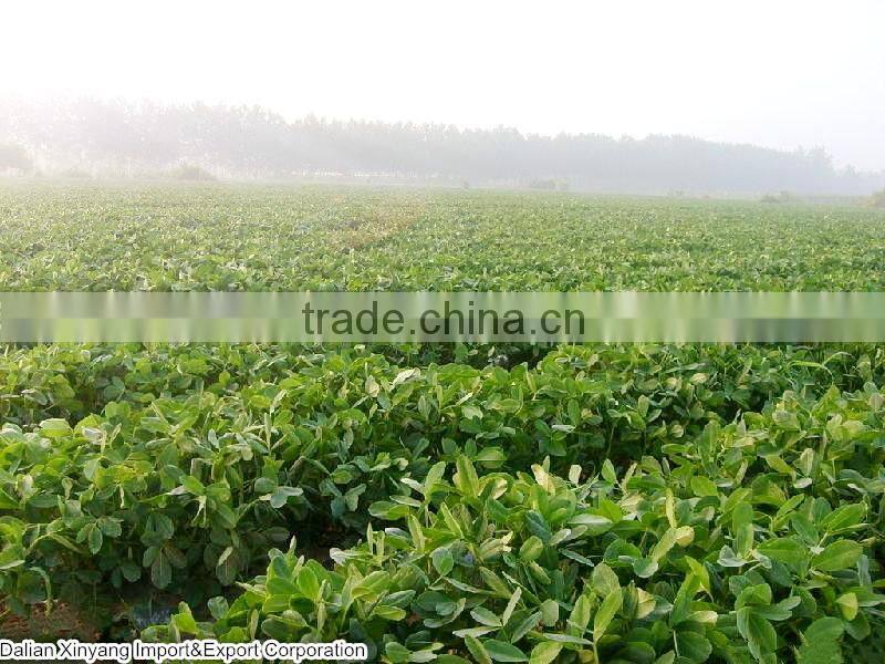 Wholeslae groundnut salted chinese roasted red skin peanuts