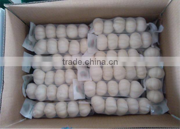 Chinese garlic wholesaler garlic distributor