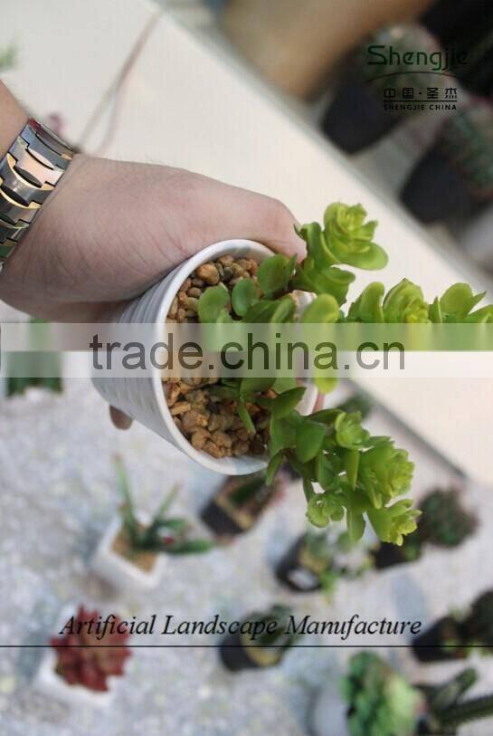 mini succulent plants potted plants for decoration