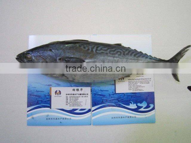 BQF bonito fish(whole round) 300-500g