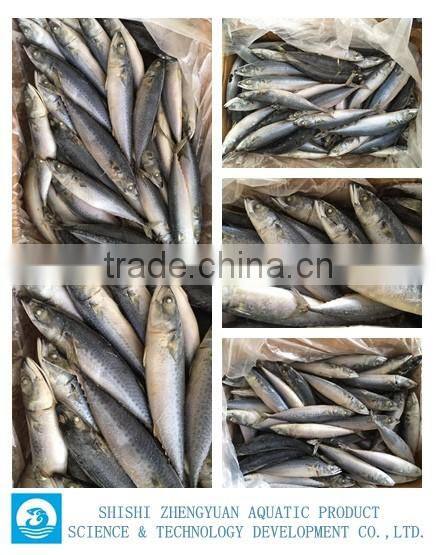 Chinese Frozen Seafood Frozen Fish