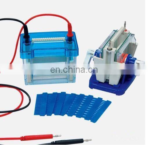 SDS PAGE animals blood protein gel electrophoresis