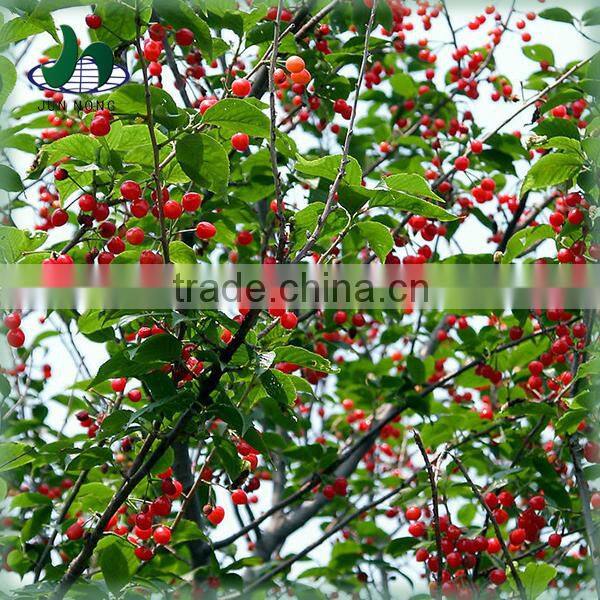 Best price canned cherry in syrup