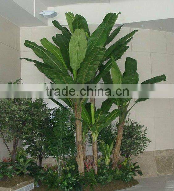 Large banana tree in group