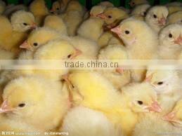 pigeon hatching eggs incubator machine