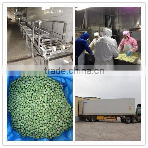 China good price IQF Frozen green peas