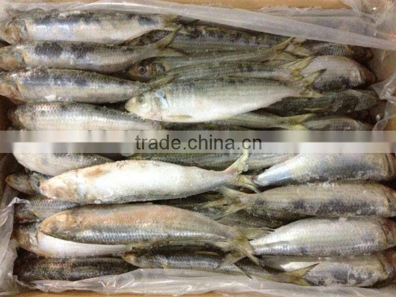 Frozen Sardines WR 8-10pcs/kg fishing