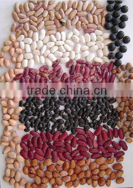 2014 new crop White Kidney Beans, long shape ; Kidney Bean (White / Red / Black)