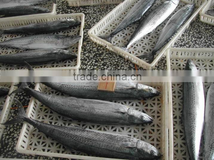 Land frozen Japanese Spanish mackerel for sale