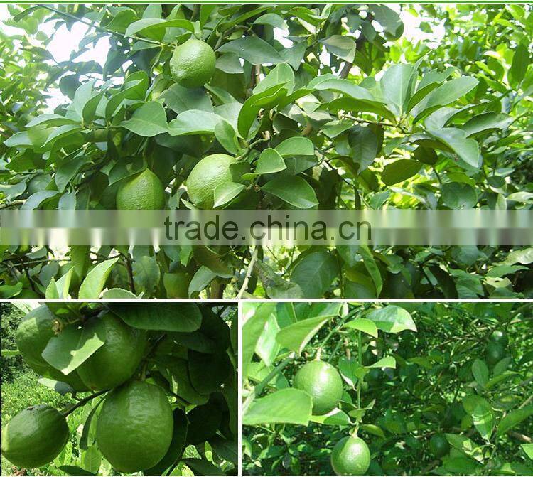 green lemon for sale